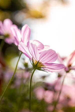 Cosmos flowers in nature, sweet background, blurry flower background, light pink and deep pink cosmos use it as an illustration for decoration and agriculture.の写真素材