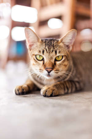 The gray cat was lying on the cement floor, leaning and looking at the camera.
