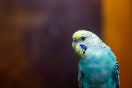 Budgerigar, babybule birds budgies a lovely bright blue color.