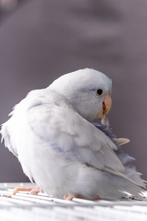 Beautiful tiny cute Forpus parrot bird, Exotic pet
