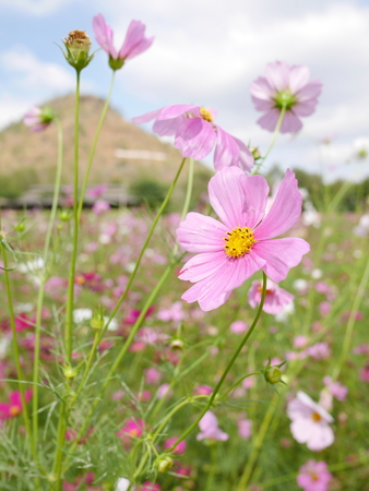 pink cosmos flower fieldの写真素材
