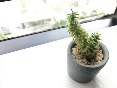 Cactusの素材