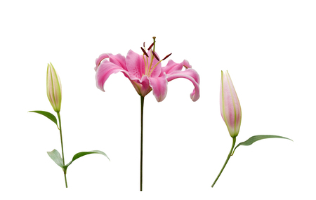 Pink lily flower with buds isolated on white background, clipping path includedの写真素材