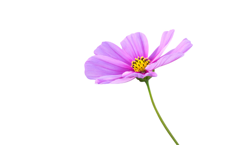 Pink Cosmos flower (Cosmos Bipinnatus) isolated on white backgroundの写真素材