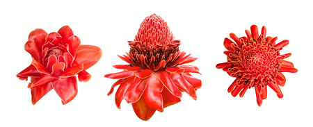 Red ginger lily flower (Etlingera elatior) tropical plant set isolated on white background, clipping path includedの写真素材