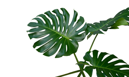 Monstera plant leaves, the tropical evergreen vine isolated on white background, clipping path includedの写真素材