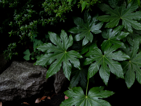 Green tropical leaves Fatsia or Japanese aralia (Aralia sieboldii o Fatsia japonica), Araliaceae, ornamental plants backdrop on dark backgroundの写真素材