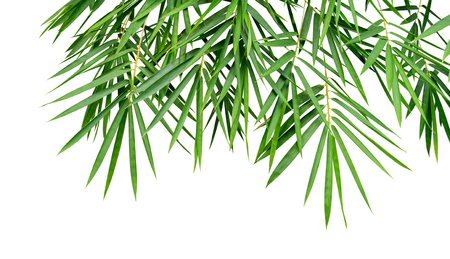Tropical plant green bamboo leaves isolated on white background, nature backdrop, clipping path includedの写真素材