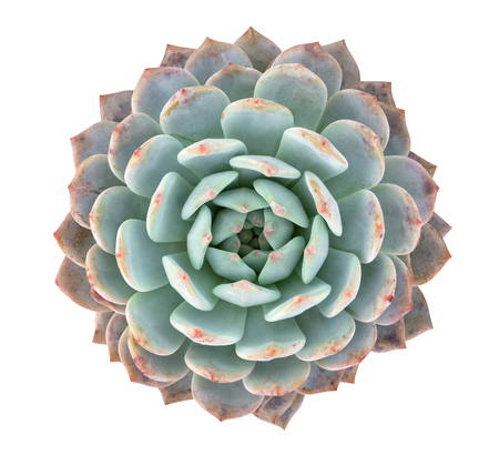 Green succulent cactus flower tropical plant top view isolated on white backgroundの写真素材