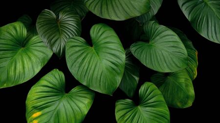 Green heart shaped bicolors leaves tropical plant on dark backgroundの写真素材