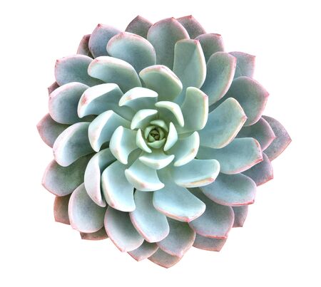 Green succulent cactus flower tropical plant top view isolated on white backgroundの写真素材