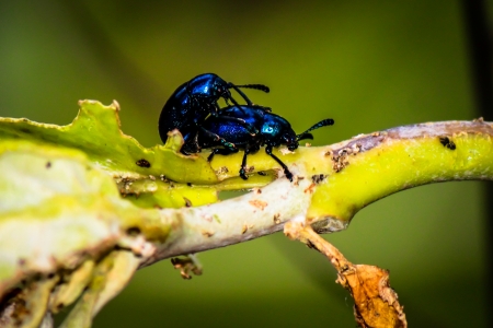 beatle bugの写真素材