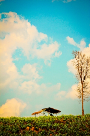 Grass fieldの写真素材