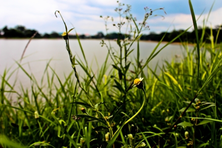 Grassflowerの写真素材