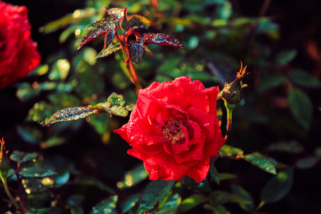 Fairy roseの写真素材