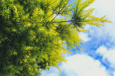 leaf and blue sky