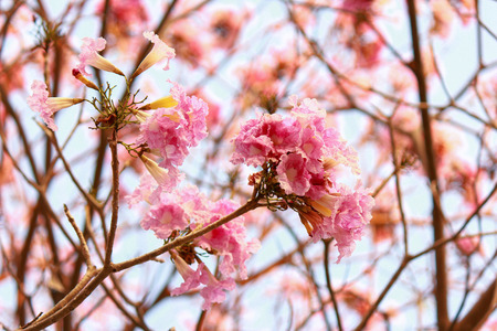 Pink trumpet tree