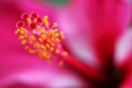 Hibiscusの写真素材