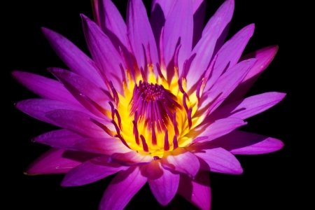 Vibrant Lillyの写真素材