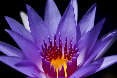 Purple Lillyの写真素材