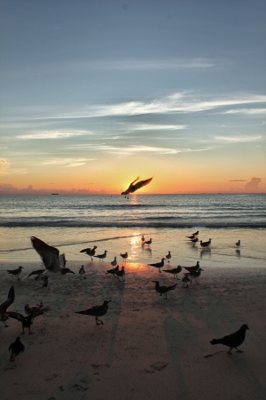 Rising Sun Seagullの写真素材
