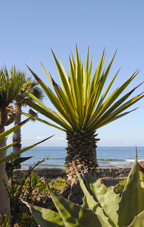 palms at the beach of tenerife on the canary islandsの写真素材