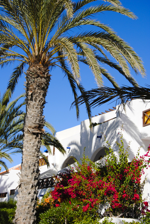 houses with palm trees near Tenerife, one of the canary islandsの写真素材