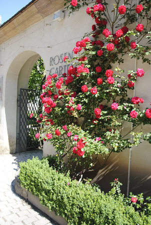 red roses climbing in the beautiful bavarian city of bamberg in germanyの写真素材