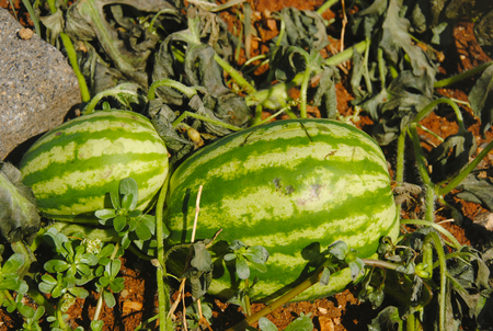 two small watermelons near the greek village of Sisi on Creteの写真素材