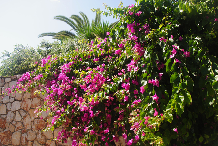 small mediterranean wall with pink blossoms on it at Sissi on Crete in Greeceの写真素材