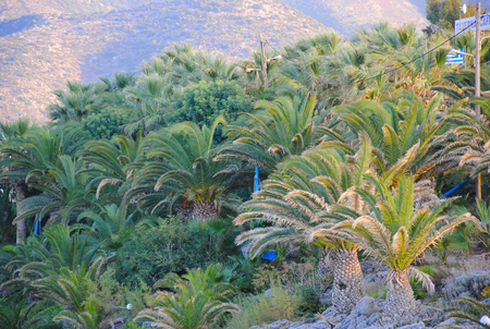 a small hill full of palm trees called the palm bay. It is located in the center of Sisi on the island of Crete in Greece.の写真素材