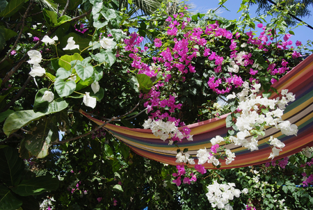 Flowers hanging upside down in the alley of the palm bay at Sisi on the mediterranean isle Crete in Greeceの写真素材