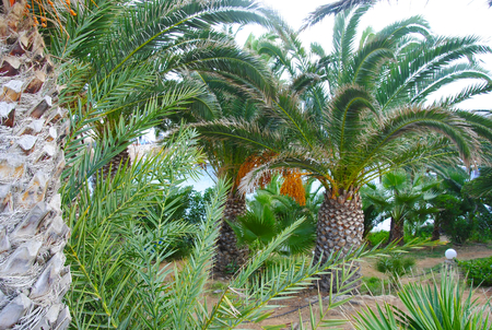 The grassy palm bay of Sisi on the mediterranean island Crete in Greeceの写真素材