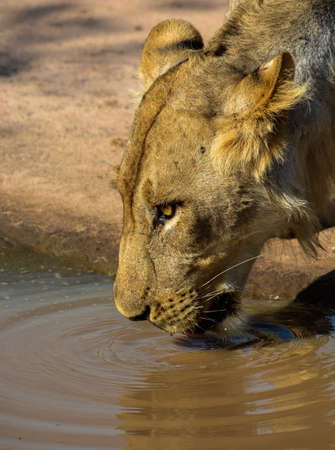 Lion head drinking water from a puddle. Photo taken in South Luangwa, Zambia.の写真素材