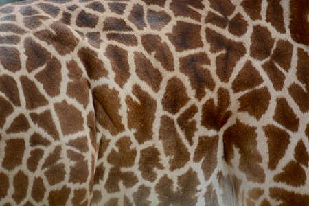 Photo of Giraffe spotted pattern. Taken in South Luangwa, Zambia