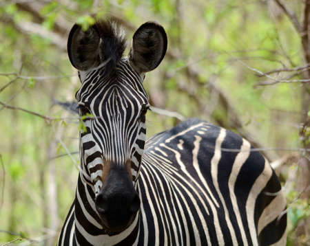 Zebra with a green background, hiding in the bush. Photo taken in South Luangwa, Zambia.の写真素材
