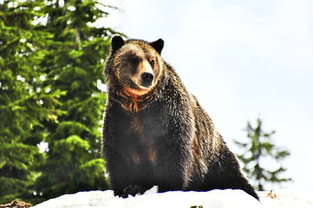 Portrait of big bear on snow mount