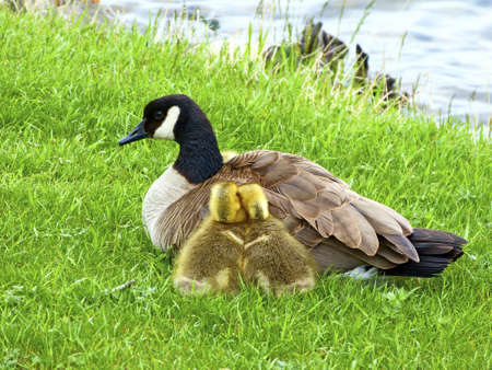 Cute brood with mother duck