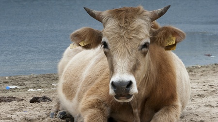 Dairy cows (Bos taurus) resting on beach - Lake - Nature - Animal - Bull - Ruminationの写真素材
