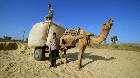 Loading straw onto camel-driven cart, Pushkar, Rajasthan, India