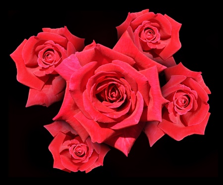 Bunch of red rosesの写真素材