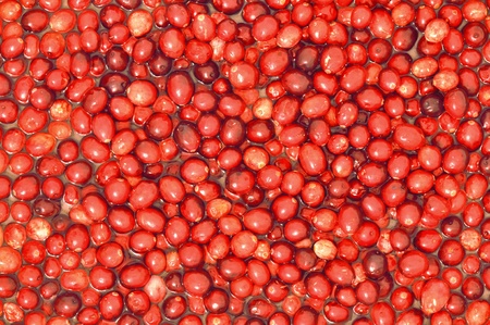Background of ripe raw cranberries floating in waterの写真素材