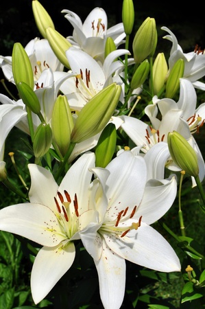 white Easter lily in bloomの写真素材