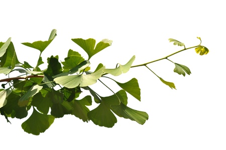 Spring growth on a ginkgo branch