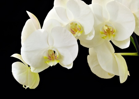 White Phalaenopsis orchidの写真素材