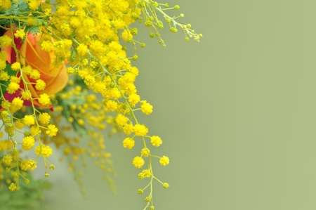 Yellow mimosa, the symbol of International Women s Dayの写真素材