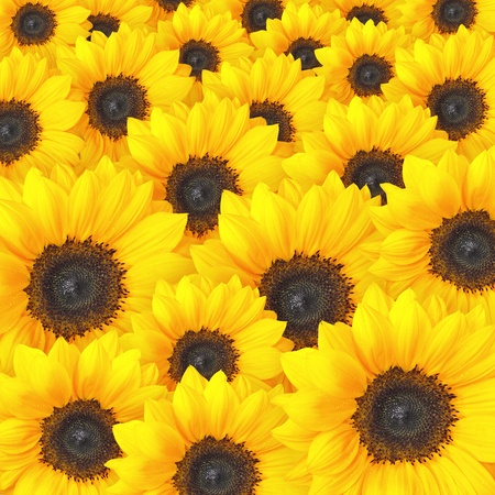 Sunflower background patternの写真素材