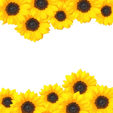 Cheery sunflower background design with copy spaceの写真素材