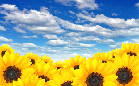 Field of yellow sunflowers under a blue summer skyの写真素材