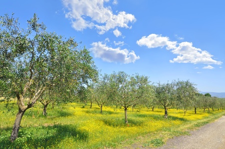 Olive grove in the Italian Tuscan countrysideの写真素材